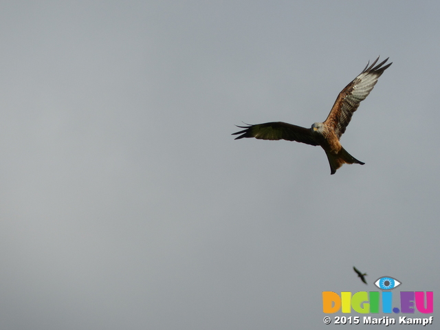 FZ023458 Red kites (Milvus milvus)